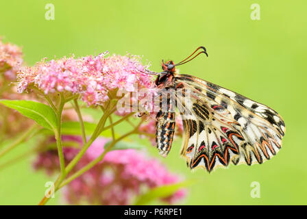 Southern Festoon butterfly - Zerynthia polyxena, beautiful colored rare butterfly from European meadows and grasslands. Stock Photo