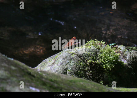 Dragonfly with red wings resting on mossy rock in river Stock Photo