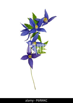 Dark violet clematis alpina flowers garland isolated on white Stock Photo