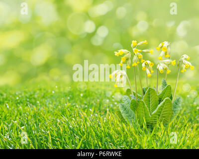 Primula veris or cowslip bright yellow flowers on the spring blurred grass lawn background Stock Photo