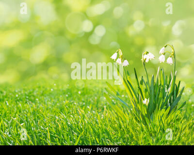 Snowdrops white flowers on the spring blurred grass lawn background Stock Photo