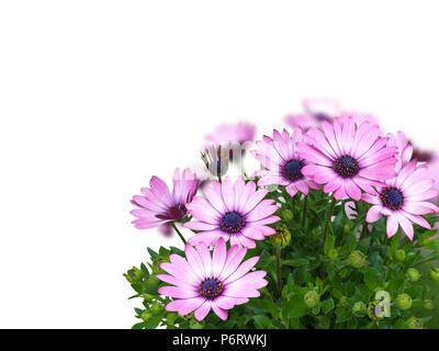 African daisy or osteospermum blue-eyed pink flowers corner bouquet isolated on white Stock Photo