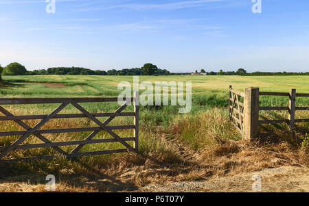 Open farm gate leading into agricultural landscape with grain crop ripening in summer in Beverley, Yorkshire, UK. Stock Photo