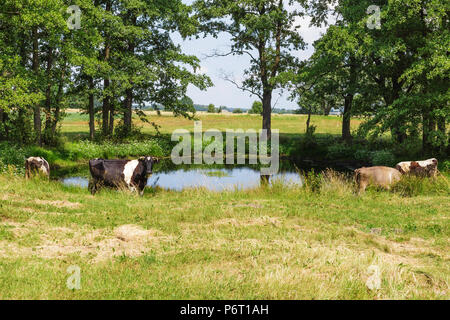 A Holstein Fresian cows grazing on a green pasture near small pond Stock Photo