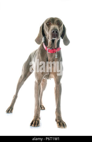 gray Weimaraner in front of white background Stock Photo