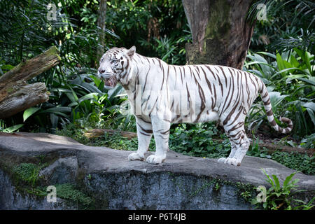 Portrait of a majestic white / bleached tiger in the greenery of a jungle. Singapore. Stock Photo