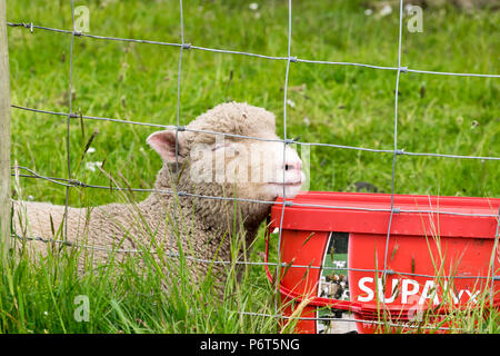 North Wales Sheep with lambs Stock Photo