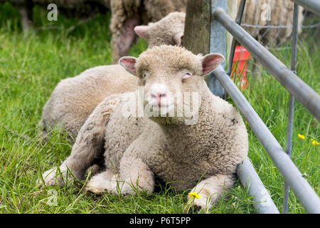 North Wales Sheep with lambs Stock Photo