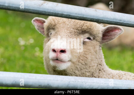 North Wales Sheep with lambs Stock Photo