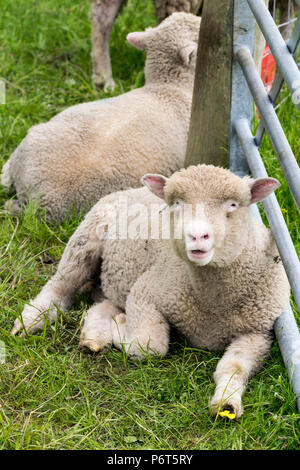 North Wales Sheep with lambs Stock Photo