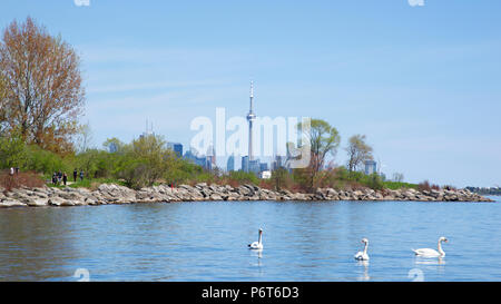 Toronto Skyline and swans swimming on Ontario Lake - Toronto, Ontario, Canada Stock Photo