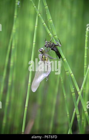 Birth of a dragonfly, four-spotted chaser or skimmer, Libellula quadrimaculata Stock Photo