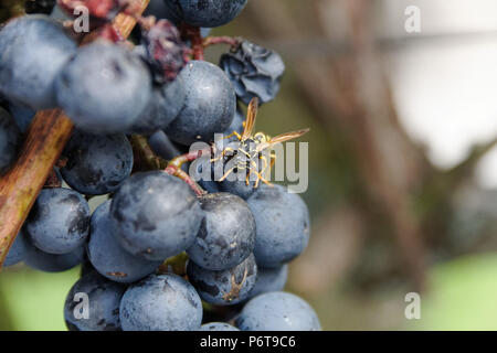 Wasp feeding on red grape Stock Photo