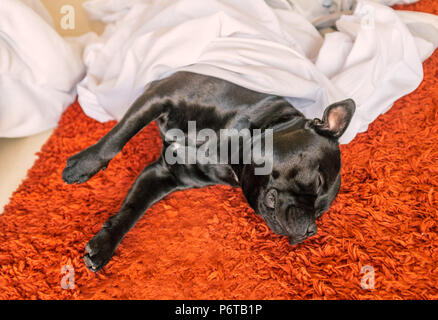 cute black staffordshire bull terrier dog lying on a red rug on a bed room floor sleeping under sheets and a duvet cover taken off the bed for laundry Stock Photo