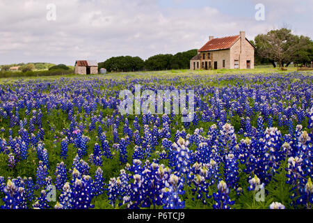 Abandoned Farmhouse in a field of Texas Bluebonnets in the early morning light. Stock Photo