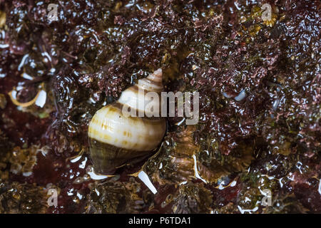 Dogwinkle, Nucella spp., on rocky substrate at low tide at Point of Arches along the Pacific Ocean in Olympic National Park, Washington State, USA Stock Photo