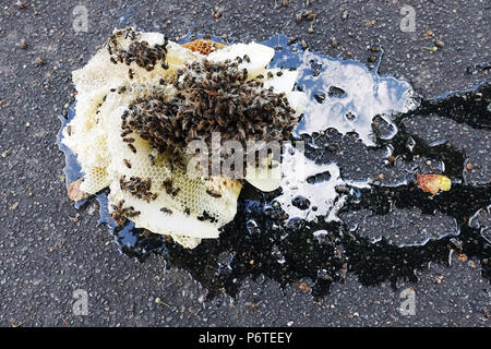 Hamburg, honeycomb honeycomb lying on asphalt Stock Photo