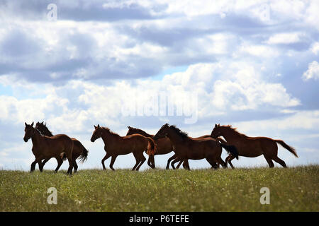 Studded Goerlsdorf, silhouette, galloping horses in a pasture Stock Photo