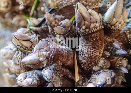 Leaf Barnacles, Pollicipes polymerus, at low tide in a surge