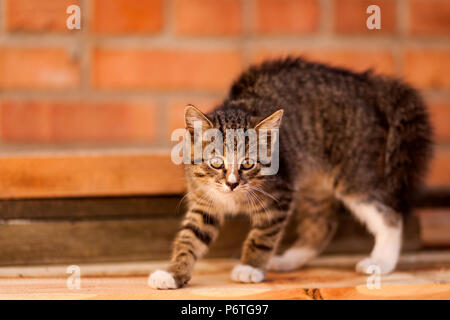 Close-up of a small brown striped kitten walking and much surprised, in the background a brown wall Stock Photo