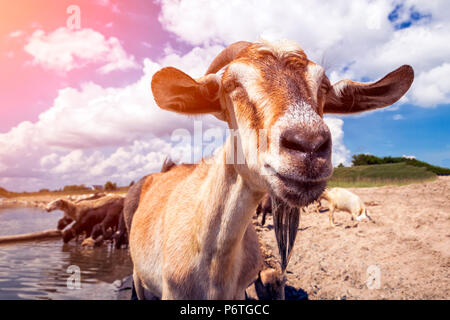 Close-up of a brown goat looks at the camera, in the background a flock of sheep and goats drinks water from a river on a warm summer day Stock Photo