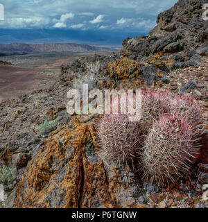 Cottontops, Echinocactus polycephalus, Echo Canyon, Clearing Storm, Death Valley National Park, California Stock Photo