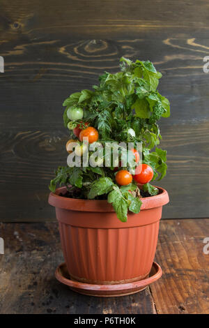 Cherry Tomatoes in a Pot. Stock Photo