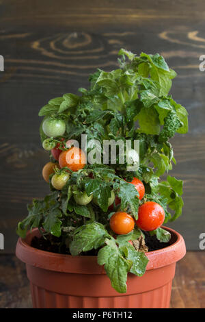 Cherry Tomatoes in a Pot. Stock Photo