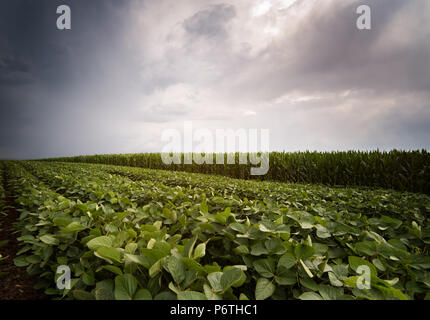 Soybean and corn field ripening at spring season stormy day Stock Photo