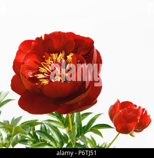 Red peony flower isolated on white background