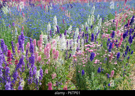 Delphiniums and cornflowers grown in a field at the Real Flower Petal Confetti company flower fields in Wick, Pershore, Worcestershire. UK Stock Photo