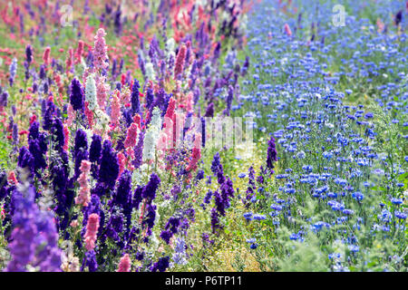 Delphiniums and cornflowers grown in a field at the Real Flower Petal Confetti company flower fields in Wick, Pershore, Worcestershire. UK Stock Photo