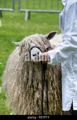 Lincoln Longwool sheep at an Agricultural show. UK Stock Photo