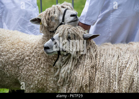 Lincoln Longwool sheep at an Agricultural show. UK Stock Photo