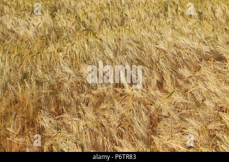 Barley, agricultural, field, crop, detail Stock Photo