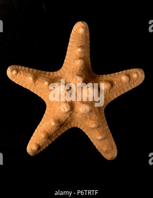Starfish Protoreaster nodosus (dried specimen) Stock Photo