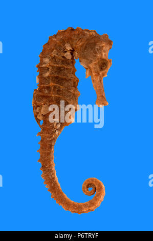 Seahorse fish (genus Hippocampus). Spain. Europe Stock Photo