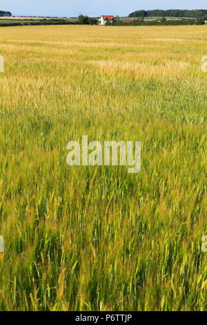 Field of Barley, distant farmhouse, Burnham Market, Norfolk Stock Photo