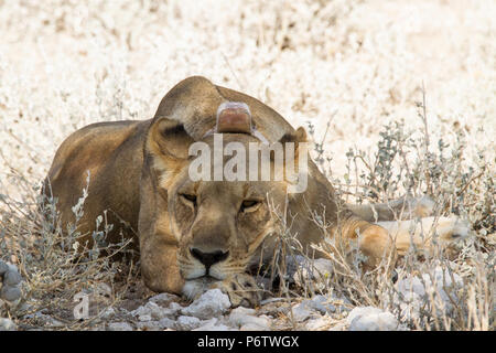 Alert but resting Lion - Panthera leo - with eyes open, in Etosha, Namibia. Showing tracking collar.