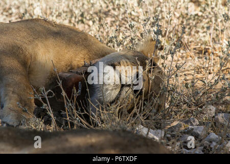 Sleeping Lion - Panthera leo - in Etosha, Namibia. Head shot showing tracking collar.