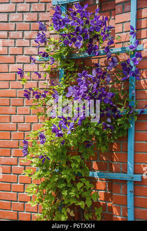 Beautiful background with flowers big pink clematis on a brick wall on a Sunny day. Landscape design. Copy space. Stock Photo