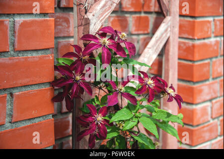 Beautiful background with flowers big pink clematis on a brick wall on a Sunny day. Landscape design. Copy space. Stock Photo