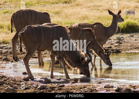 A male Greater Kudu - Tragelaphus strepsiceros - with his family drinking at an Etosha waterhole in Namibia. Stock Photo