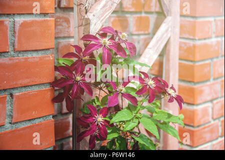 Beautiful background with flowers big pink clematis on a brick wall on a Sunny day. Landscape design. Copy space. Stock Photo