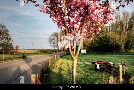 HDR picture of a Dutch rural landscape on a sunny day in may Stock Photo
