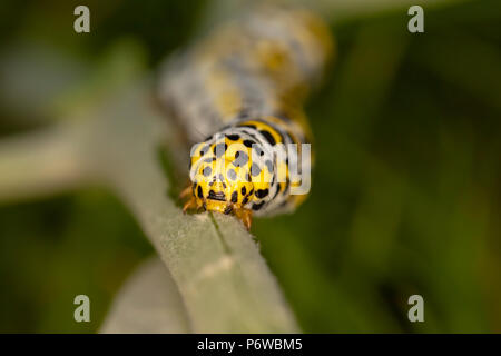 Wildlife macro portrait of Mullein moth caterpillar in centre of image shot with very narrow depth of field. Stock Photo