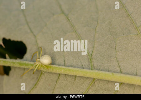 Macro photo with very narrow depth of field focused on Crab spider patiently waiting on leaf for unsuspecting victim. Stock Photo