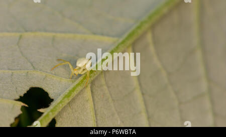 Macro photo with very narrow depth of field focused on Crab spider with front legs in air to scare off predators. Stock Photo