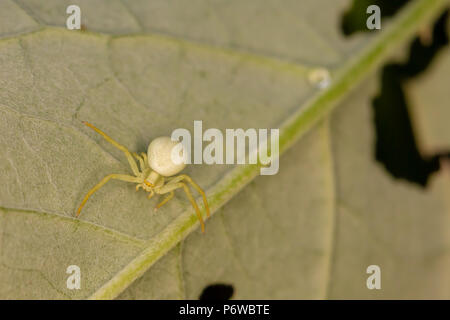 Macro photo of off-centre Crab spider hidden on leaf waiting for prey. Stock Photo