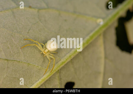 Macro photo of off-centre Crab spider hidden on leaf waiting for prey. Stock Photo